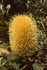 banksia