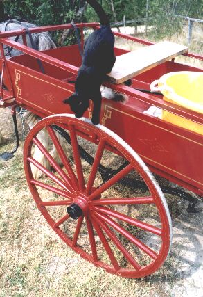 Indigo the cat jumping out of Lachie's spring cart