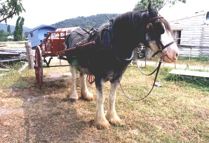 Lachlan with his spring cart