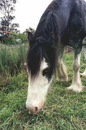 Lachlan eating grass, photo David Lowe