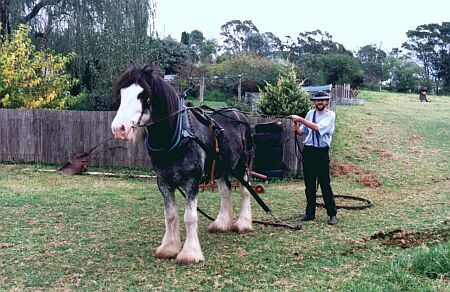 David Lowe long-reining Lachie (pulling iron wheel), Cobargo heavy horse day, 2001, photo Judy Clark