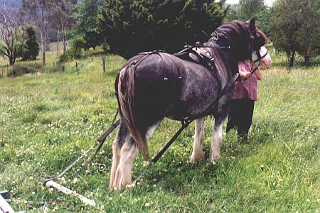 Lachie in harness, pulling slide