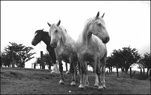 Beautiful draft horses from Jane's grand-parents' farm