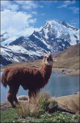 Andes with llama